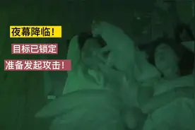 被收养的流浪猫，它不得不攻击主人，这是怎么回事？视频封面