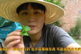今天教大家如何辨别藿香，薄荷，十香菜，农村遍地都是却很少人吃视频封面