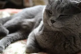 家里的狗狗不小心踩到了猫咪，于是喵星人要找铲屎官给它赔偿视频封面