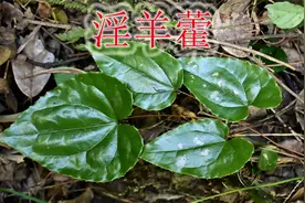 山里的宝贝植物淫羊藿，小草珍贵又稀缺，男性朋友遇见莫错过视频封面