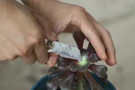 黑法师这个位置切上一刀，再用点“它”，侧芽狂爆长视频封面