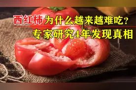为什么西红柿越来越难吃了？科学家研究4年，发现是西红柿变了视频封面