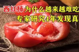 为什么西红柿越来越难吃了？科学家研究4年，发现是西红柿变了视频封面