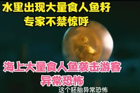 食人鱼大量出现，竟袭击海边游客，凶猛的牙齿吃肉不吐骨头视频封面