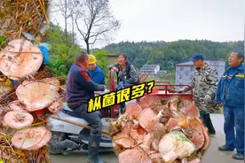 湘西乌枞菌泛滥？引来好多人进山找，洋子也去碰运气，结局意外！视频封面