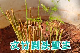 文竹叶子发黄怎么办？一个地方是绿色的，“剃头”重新长