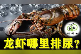 龙虾是怎么排尿的？看完你还觉得“香”吗？视频封面