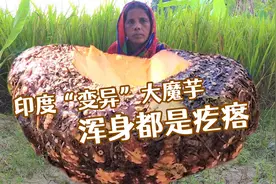 印度“变异”大魔芋，浑身都是疙瘩，烹饪过程也是一绝视频封面