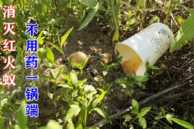 消灭红火蚁不用药，直接一窝端，方法简单又实用，你们学会了吗？视频封面