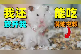熊类仓鼠有多能囤粮！直接铺满了一个缸底！视频封面