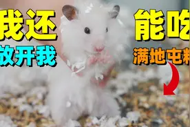 熊类仓鼠有多能囤粮！直接铺满了一个缸底！视频封面