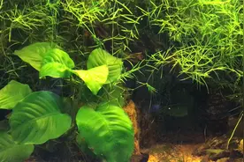 新手养水草出现腐烂的情况，问题出现的原因，及处理方法（1）视频封面