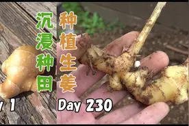 阳台盆栽种点啥？手把手教你播种超市生姜，230天后收获鲜嫩幼姜视频封面