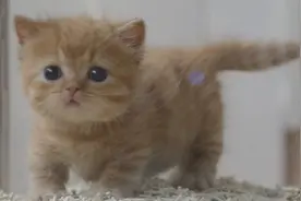听说你们想看小奶猫拉粑粑💩？