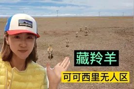 可可西里无人区发现藏羚羊，现有30万只曾经100万只，为什么减少视频封面