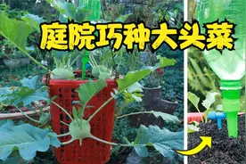 这种菜你见过吗？大头菜从播种到采收全过程，怎么吃你知道吗视频封面