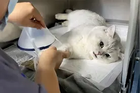 猫咪一觉醒来被绝育，对着铲屎官疯狂哈气示威：就差开口骂人了视频封面
