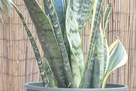 养虎皮兰，叶子卷曲、干瘪，解决2个问题，恢复长势，植株戳高高视频封面