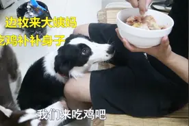 小边牧来大姨妈了，买只鸡给它补补身子，哈士奇快馋哭了！