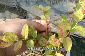 蓝莓叶片为什么发红？可能是这4个方面出了问题，要及时解决