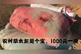 农村“草木灰”1000元一吨，为何农民抢着要，赶紧看看有啥用！视频封面