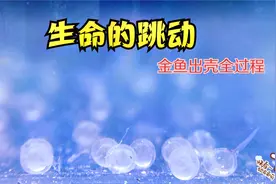 金鱼繁殖孵化从鱼卵到出壳全过程，经历了一个下午终于破壳而出视频封面