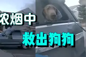 惊险一幕！警察从着火汽车中救出被困狗狗视频封面