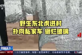 老虎逮住了！野生东北虎进村 专家：估计是从俄罗斯过来的视频封面