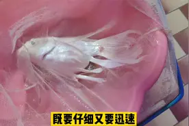 由于水质问题，导致蝴蝶鲤尾部炸鳞了，应该如何处理？