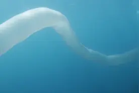 超长海底生物，最长可达3米，被称为地狱虫