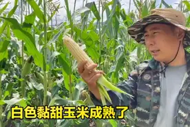 东北小伙自家菜园种满了黏玉米，丰收赚不了多少钱，但内心满足了视频封面