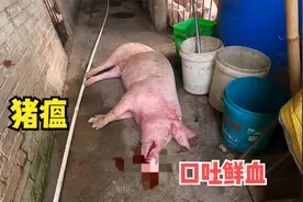 猪场再次出现死猪，口吐鲜血鼻冒白沫，解剖给兽医诊断疑似猪瘟视频封面