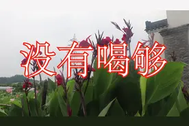 门小强一首网络神曲《没有喝够》，节奏动感，唱出了兄弟情义
