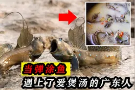 弹涂鱼花上亿年爬上岸，却做梦也没想到，遇上了爱煲汤的广东人！视频封面