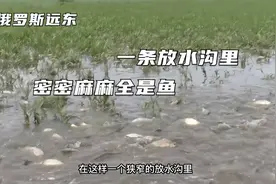 俄罗斯远东乡村 一条放水沟里密密麻麻全是鱼 这场面真壮观视频封面