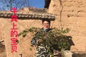 棉芪，一种和“牛粪”有关的药材，农民称它为“牛粪上的宝贝”！视频封面
