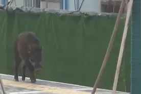 野猪又来了！150斤野猪在南京街头乱窜，被射4针麻醉晕倒视频封面