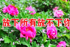 新歌！《放下所有放不下你》你是我生命的唯一，想和你永远在一起视频封面