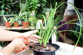 养兰花，按这“三步走”，根系发霉全解决，植株立马恢复健壮