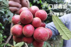 农村有种外观像葡萄的红果实，100元一斤，很多城市人都没见过