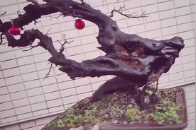 四川达州盆景资深爱好者9组灌木金弹子盆景，颜值高造型古老精美视频封面