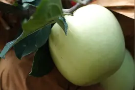 苹果价格突飞猛涨，苹果上色一定要做好！