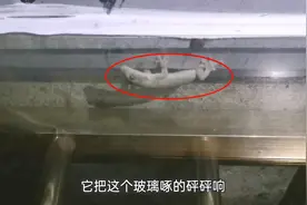 家里壁虎成群，吃起蚊子来快准狠，生猛吃食的样子看着好解压视频封面