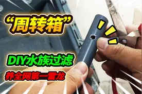 买回全网第一眼镜蛇雷龙，为其打造一米二雷龙缸，制作周转箱过滤视频封面