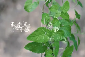 【土党参】党参VS土党参，补气谁更厉害？视频封面