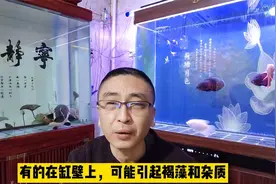 为什么说饲养密度过大，才是导致鱼缸水发黄的主要原因？