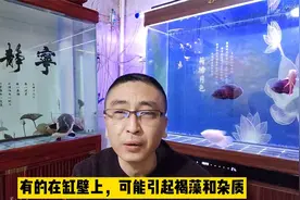为什么说饲养密度过大，才是导致鱼缸水发黄的主要原因？视频封面
