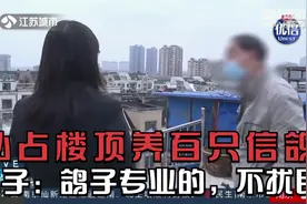 南京：私占楼顶养了100多只信鸽！男子：鸽子是专业的，不扰民视频封面