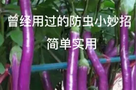 曾经用过的防虫小妙招，不用农药，只用家里的东西，一次就见效视频封面
