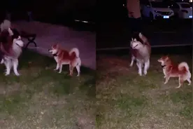 女子遛狗遇到柴犬，玩耍时柴犬身上电话响起，转身回家逗乐众人！视频封面